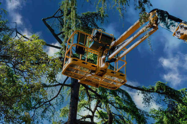 Reliable Granite Bay, CA Tree Removal and Landscaping Services Solutions